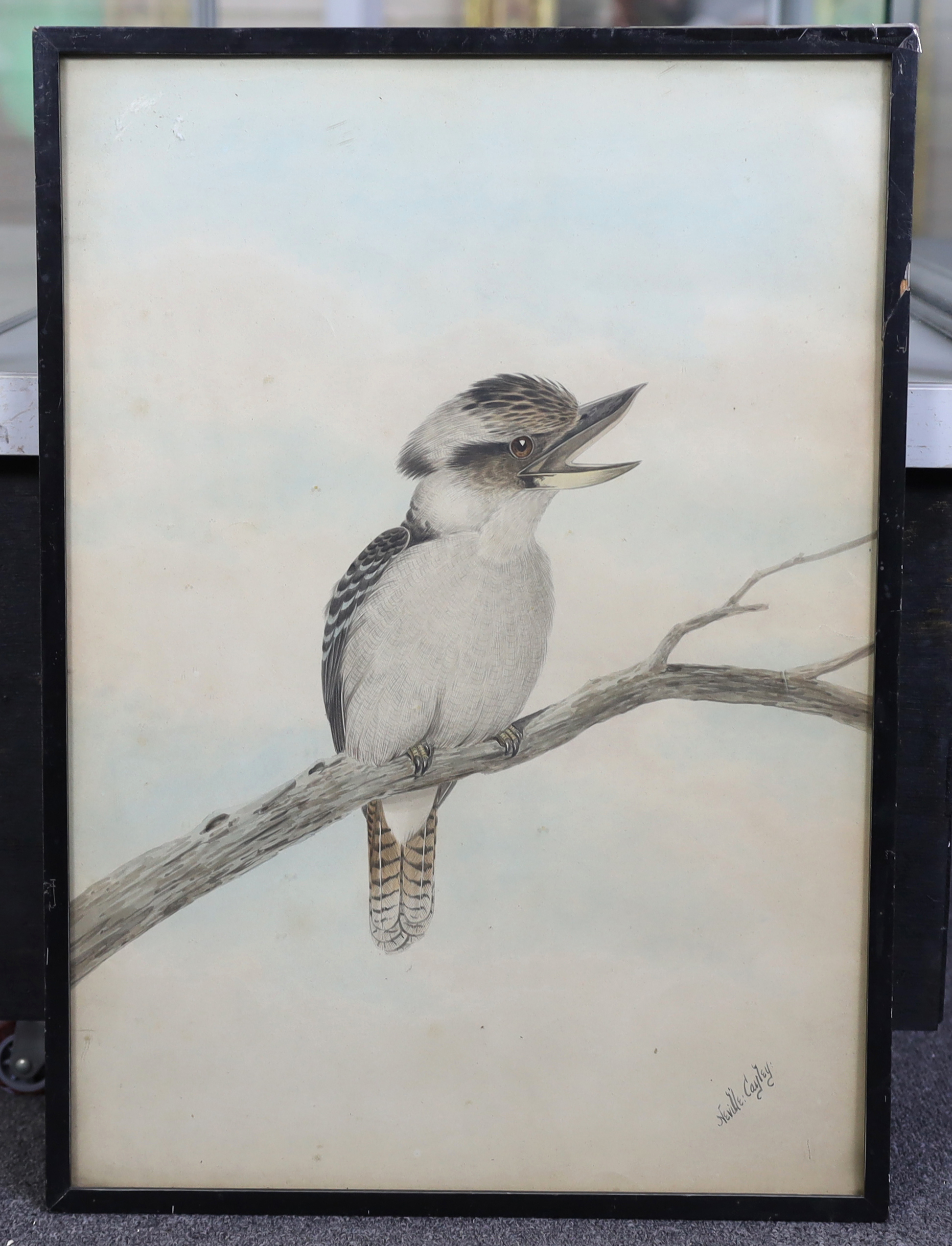 Neville William Cayley (Australian, 1886-1950), Study of a Cookaburra on a branch, watercolour, 56 x 39.5cm